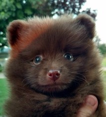 Pomeranian Puppy for sale in HOWE, OK, USA