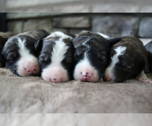 Bordoodle Litter for sale in GREENWICH, OH, USA