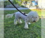 Small Poodle (Miniature)