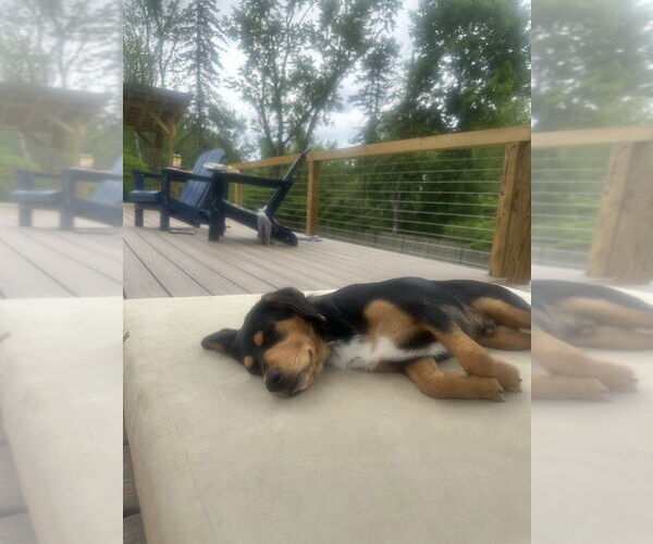 Medium Photo #8 Beagle-Unknown Mix Puppy For Sale in Springdale, PA, USA