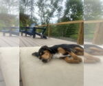 Small #7 Beagle Mix