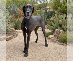 Great Dane Dogs for adoption in PIPE CREEK, TX, USA