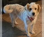 Small #3 Norfolk Terrier Mix