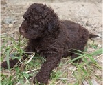 Puppy Puppy 4 Brownie Labradoodle