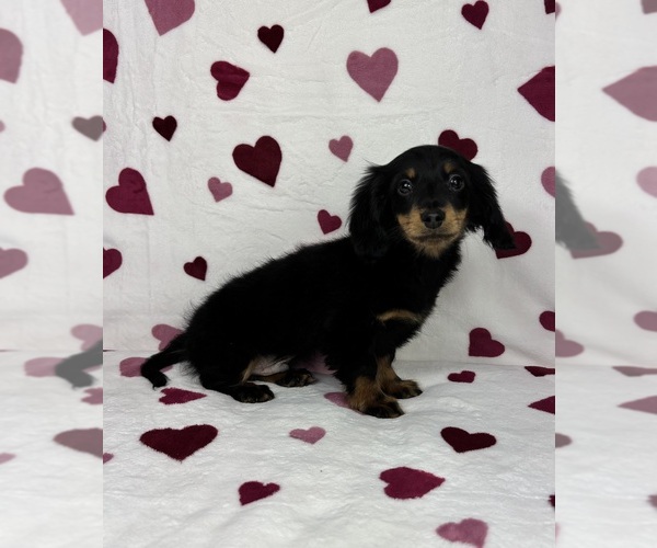 Medium Photo #2 Dachshund Puppy For Sale in GREENFIELD, IN, USA