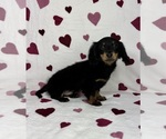 Small #1 Dachshund