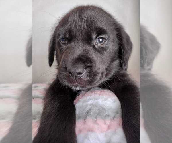 Medium Photo #24 Labrador Retriever Puppy For Sale in CAPE CORAL, FL, USA