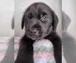 Small Photo #24 Labrador Retriever Puppy For Sale in CAPE CORAL, FL, USA