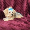 Small Photo #4 Morkie Puppy For Sale in HOUSTON, TX, USA