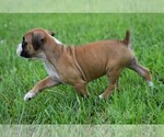 Small Photo #7 Boxer Puppy For Sale in HUMBOLDT, NE, USA