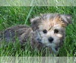 Small Photo #3 Yo-Chon Puppy For Sale in ELDORADO, OH, USA