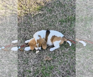 Beagle Puppy for sale in SPRINGTOWN, TX, USA