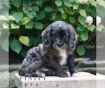 Small #3 Cavapoo