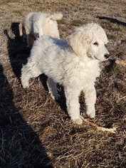 Poodle (Standard) Puppy for sale in WRAY, CO, USA