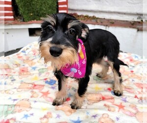 Schnauzer (Miniature) Dog for Adoption in SAN FRANCISCO, California USA