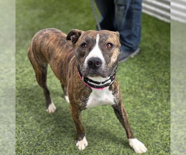 Medium Photo #2 Mutt Puppy For Sale in Las Vegas, NV, USA