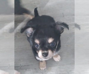 Chihuahua Puppy for sale in POYNETTE, WI, USA