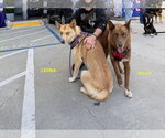 Small Photo #12 Australian Kelpie-Siberian Husky Mix Puppy For Sale in Woodland Hills, CA, USA