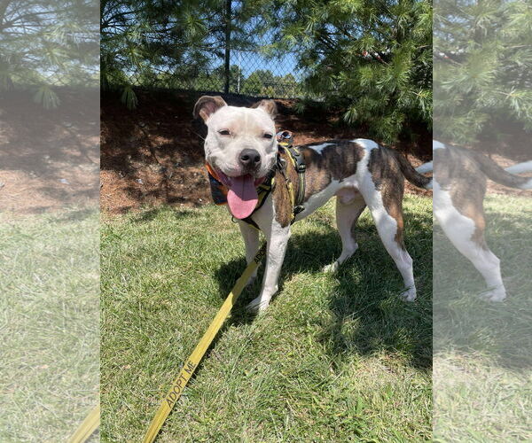 Medium Photo #9 American Pit Bull Terrier-Unknown Mix Puppy For Sale in Derwood, MD, USA