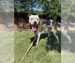 Small #8 American Pit Bull Terrier Mix