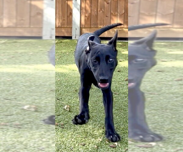 Medium Photo #2 Labrador Retriever-Unknown Mix Puppy For Sale in Hilton Head, SC, USA