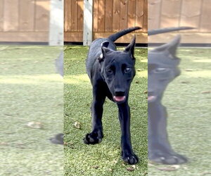 Polly Darton - Female Labrador Retriever-Unknown Mix Dog for Adoption - Photo #2