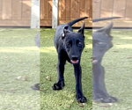 Small Photo #2 Labrador Retriever-Unknown Mix Puppy For Sale in Hilton Head, SC, USA