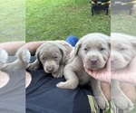 Small #4 Labrador Retriever
