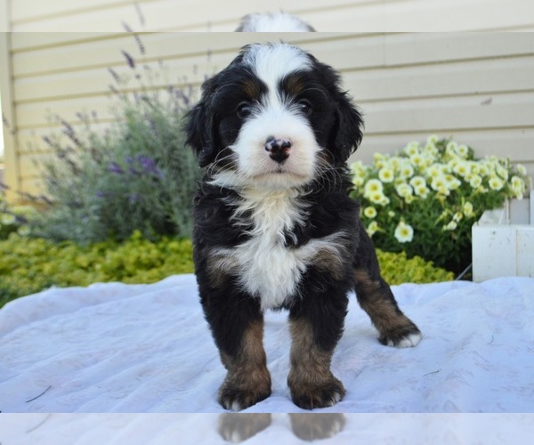 Medium Photo #14 Bernedoodle (Miniature) Puppy For Sale in PARADISE, PA, USA