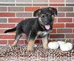 Small #4 German Shepherd Dog