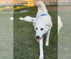 Duke - Male - Mix Dog for Adoption - Photo #3