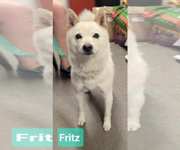 Medium Photo #2 - Mix Puppy For Sale in Richmond, IN, USA