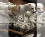 Small Photo #2 Chihuahua-Unknown Mix Puppy For Sale in Dallas, TX, USA