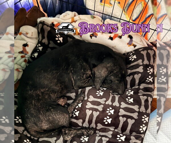 Medium Photo #12 Dachshund Puppy For Sale in San Antonio, TX, USA