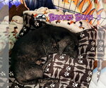 Small Photo #12 Dachshund Puppy For Sale in San Antonio, TX, USA