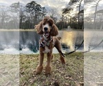 Small Photo #1 Aussiedoodle Puppy For Sale in KATY, TX, USA
