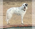 Small #1 Dalmatian-Old English Sheepdog Mix