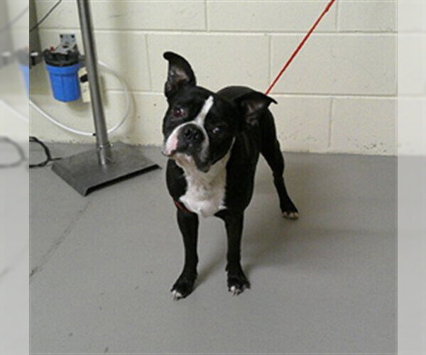 Medium Photo #1 Boston Terrier Puppy For Sale in Sanford, FL, USA