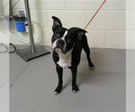 Small Boston Terrier