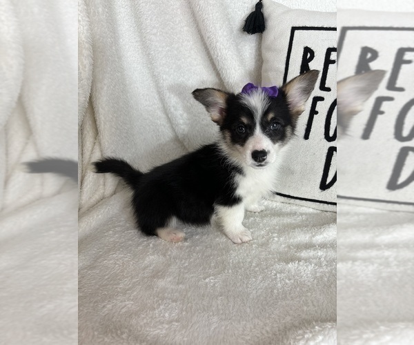 Medium Photo #2 Pembroke Welsh Corgi Puppy For Sale in GREENFIELD, IN, USA
