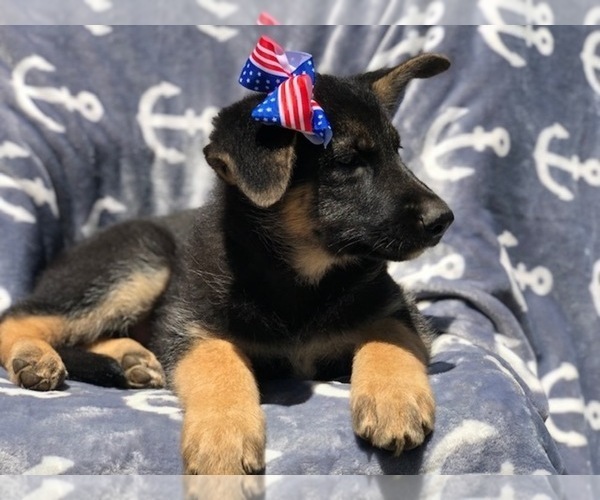 Medium Photo #1 German Shepherd Dog Puppy For Sale in EAST EARL, PA, USA