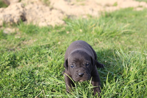 Medium Photo #1 Presa Canario Puppy For Sale in GLASGOW, KY, USA