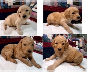 Medium Goldendoodle