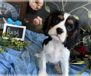 Cavalier King Charles Spaniel Puppy for sale in ABILENE, TX, USA
