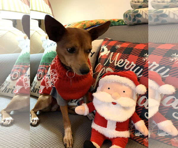 Medium Photo #13 Rat-Cha Puppy For Sale in Wakefield, RI, USA