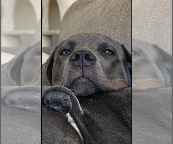 Medium Photo #1 Neapolitan Mastiff-Unknown Mix Puppy For Sale in Brooklyn, NY, USA