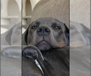 Neapolitan Mastiff-Unknown Mix Dogs for adoption in Brooklyn, NY, USA