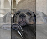 Small Neapolitan Mastiff Mix