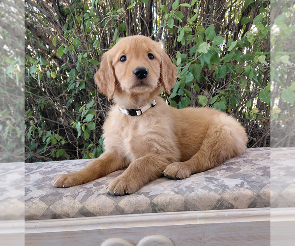 Medium Photo #1 Golden Retriever Puppy For Sale in PEYTON, CO, USA