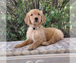 Image preview for Ad Listing. Nickname: Suki